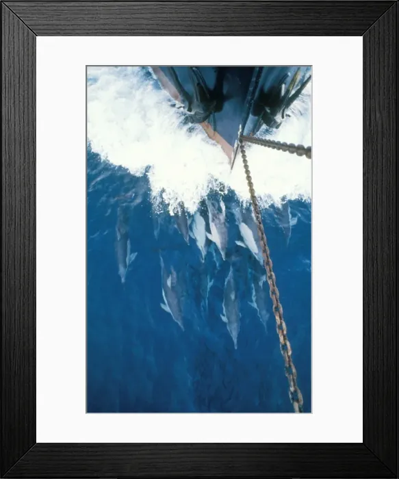 Framed Print : Common Dolphin Bow riding, Australia Framed Print : Common Dolphin Bow riding, Australia