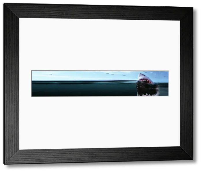 Framed Print : Great White Shark - Split level view, with mouth open Framed Print : Great White Shark - Split level view, with mouth open