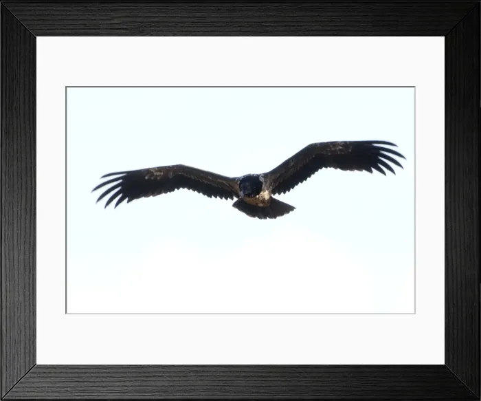 Framed Print : Lammergeier / Bearded Vulture Juvenile In flight Spanish Pyrenees Framed Print : Lammergeier / Bearded Vulture Juvenile In flight Spanish Pyrenees