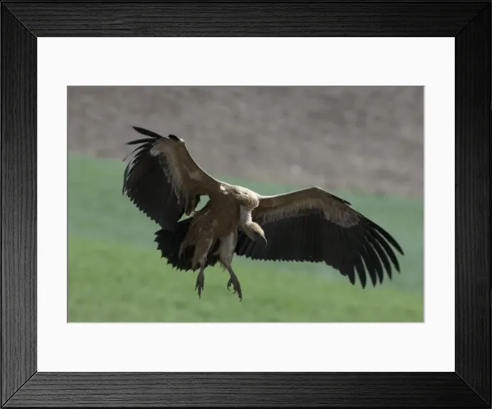 Framed Print : European Griffon Vulture, Andalucia, spain, February Framed Print : European Griffon Vulture, Andalucia, spain, February