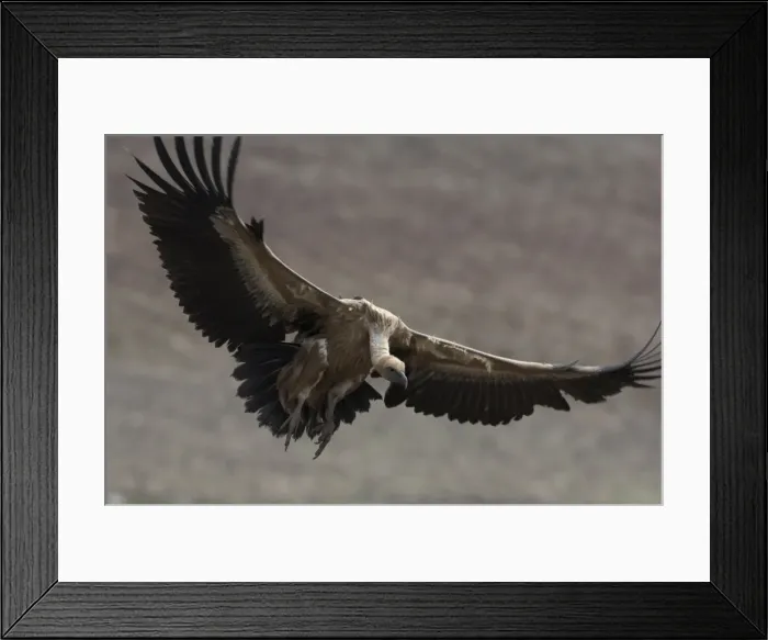 Framed Print : European Griffon Vulture, Andalucia, Spain, February Framed Print : European Griffon Vulture, Andalucia, Spain, February
