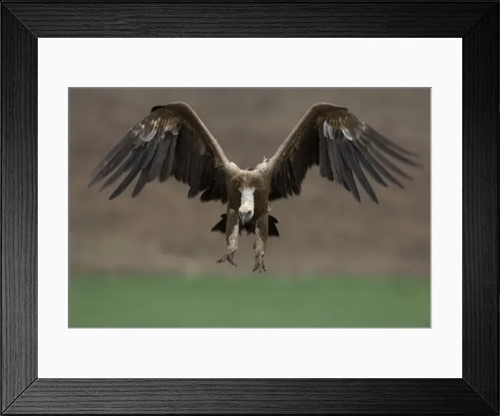 Framed Print : European Griffon Vulture, Andalucia, Spain, February Framed Print : European Griffon Vulture, Andalucia, Spain, February