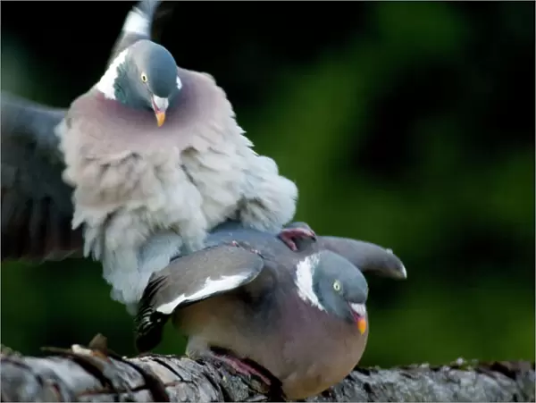 Wood Pigeons - mating