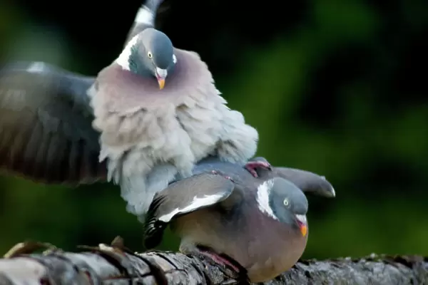 Wood Pigeons - mating