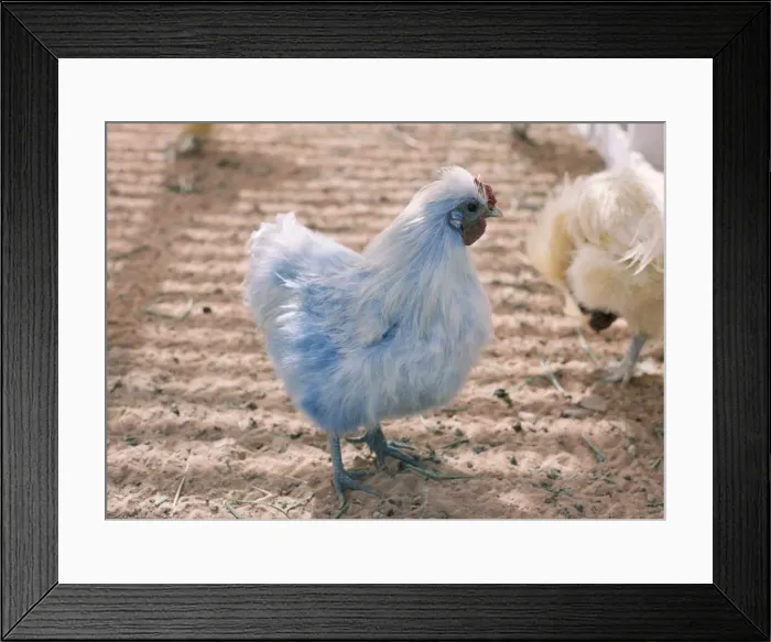 Framed Print : Blue Chicken Saudi Arabia Framed Print : Blue Chicken Saudi Arabia