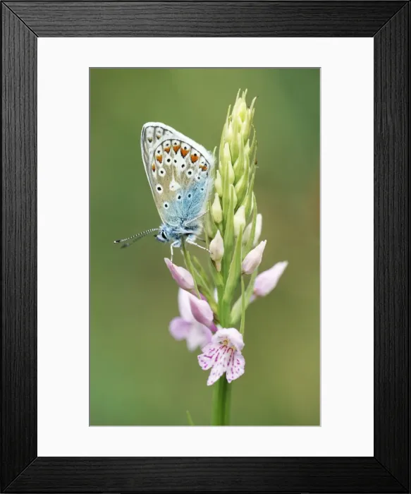 Framed Print : Common Blue Butterfly - Common Spotted Orchid (Dactylorhiza fuchsii) Framed Print : Common Blue Butterfly - Common Spotted Orchid (Dactylorhiza fuchsii)