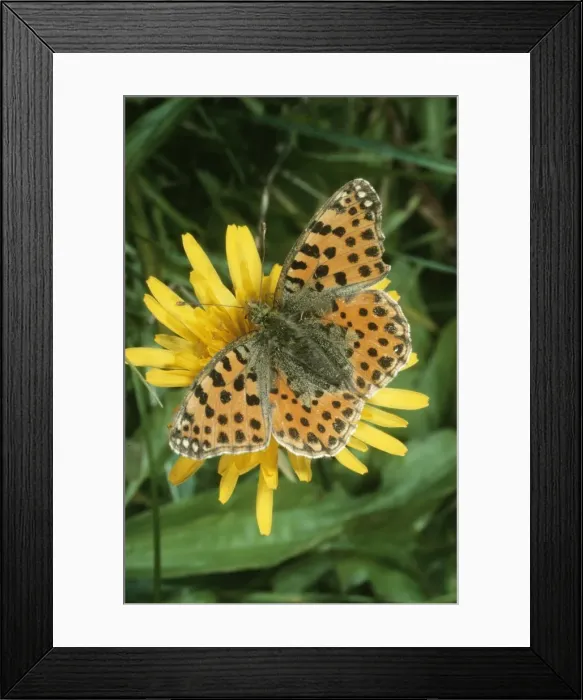 Framed Print : Queen of Spain Fritillary Butterfly Female Framed Print : Queen of Spain Fritillary Butterfly Female