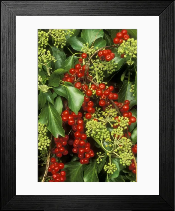 Framed Print : Ivy In flower with Black Bryony Berries Framed Print : Ivy In flower with Black Bryony Berries