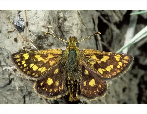 Chequered Skipper Butterfly Rare in UK