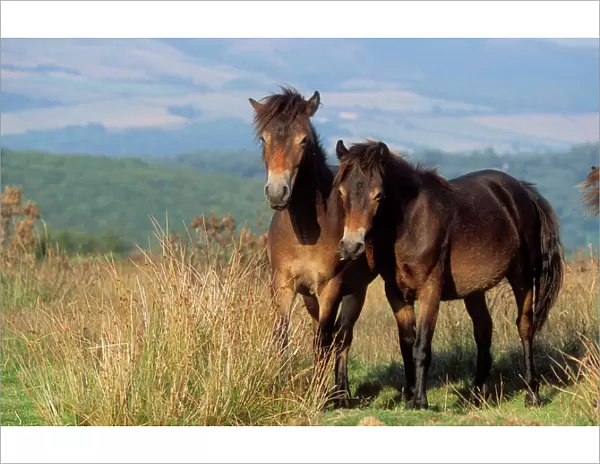 Exmoor Ponies Registered breed, ancient type. Ley Hill, Porlock, Exmoor