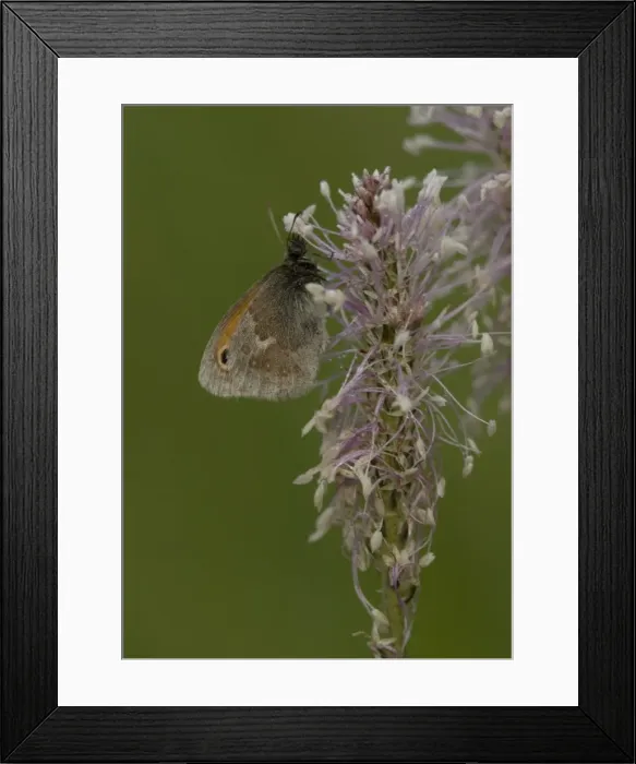 Framed Print : Small heath butterfly on hoary plantain, at dawn Framed Print : Small heath butterfly on hoary plantain, at dawn