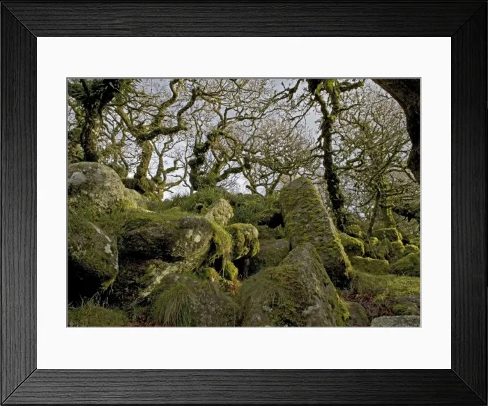 Framed Print : Wistman's wood, Devon. High altitude common oak wood with abundant epiphytes. Dartmoor Framed Print : Wistman's wood, Devon. High altitude common oak wood with abundant epiphytes. Dartmoor