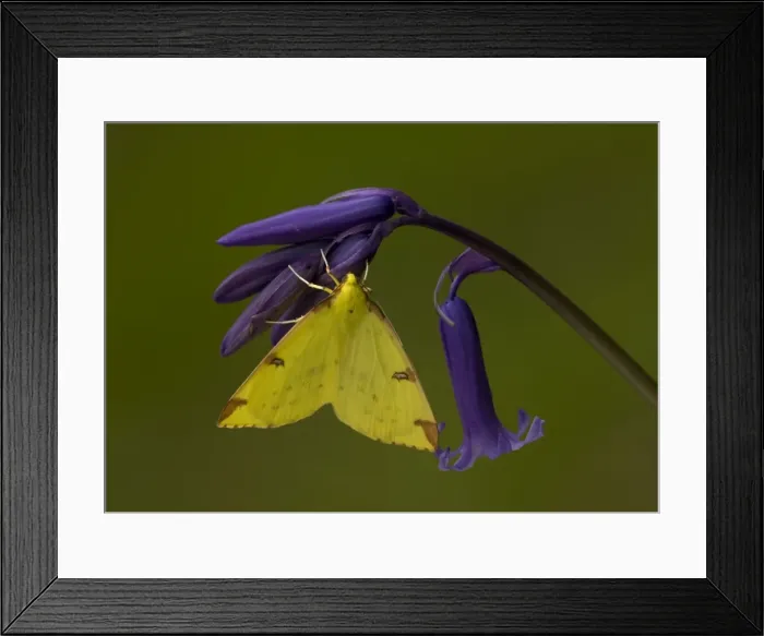 Framed Print : Brimstone Moth on bluebell flower. Spring Framed Print : Brimstone Moth on bluebell flower. Spring