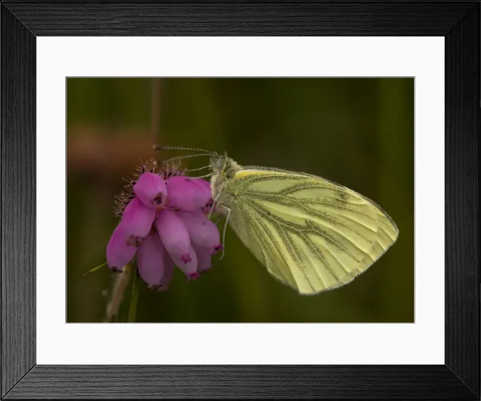 Framed Print : Green Veined White Butterfly Framed Print : Green Veined White Butterfly