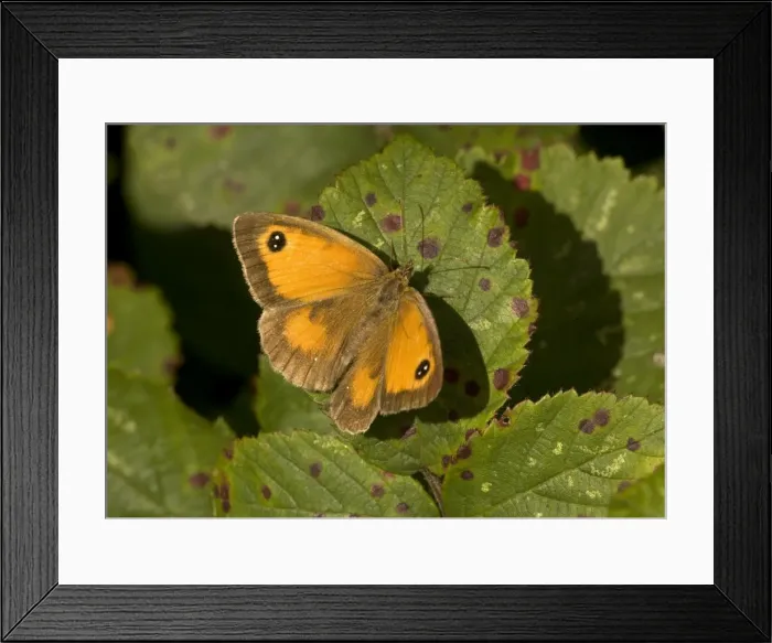 Framed Print : Gatekeeper Butterfly Framed Print : Gatekeeper Butterfly