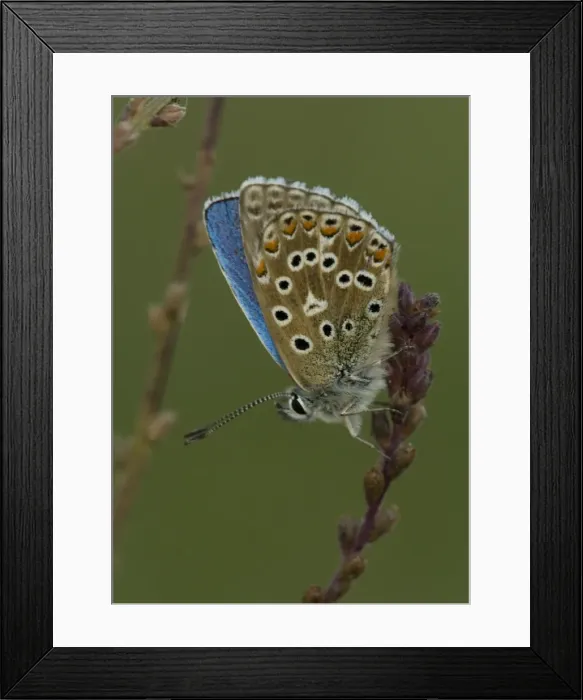 Framed Print : Adonis Blue Framed Print : Adonis Blue