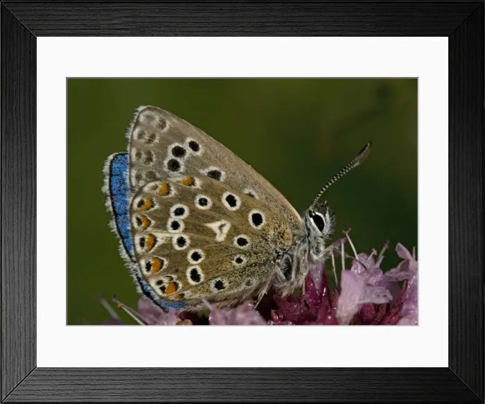 Framed Print : Adonis Blue Butterfly Framed Print : Adonis Blue Butterfly