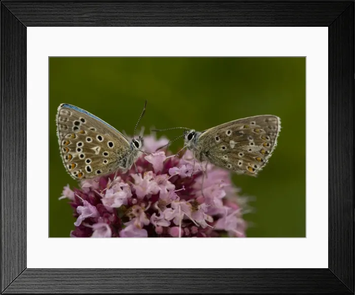 Framed Print : Adonis Blue Butterflies Framed Print : Adonis Blue Butterflies