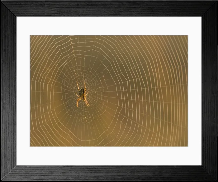 Framed Print : European Garden Spider Framed Print : European Garden Spider