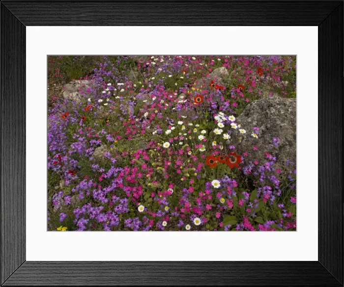 Framed Print : The Mani peninsula in spring - stunning display of flowers. Calabrian soapwort (magenta), peacock anemone (scarlet), stocks, cranesbills etc Framed Print : The Mani peninsula in spring - stunning display of flowers. Calabrian soapwort (magenta), peacock anemone (scarlet), stocks, cranesbills etc