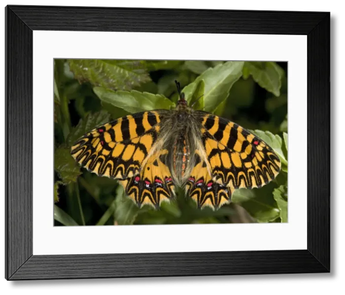 Framed Print : Southern festoon butterfly, in its darker orange form (forma ochracea). Mani peninsula Framed Print : Southern festoon butterfly, in its darker orange form (forma ochracea). Mani peninsula