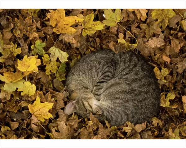 Tabby cat asleep amongst fallen field maple leaves