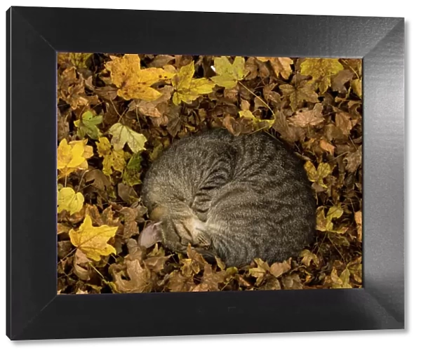 Tabby cat asleep amongst fallen field maple leaves