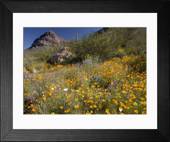 Framed Print : Mexican poppies, lupins (Lupinus sparsiflora) etc. - spring flowers in Organ Pipe cactus National Monument. Sonoran desert, in an El Nino year Framed Print : Mexican poppies, lupins (Lupinus sparsiflora) etc. - spring flowers in Organ Pipe cactus National Monument. Sonoran desert, in an El Nino year