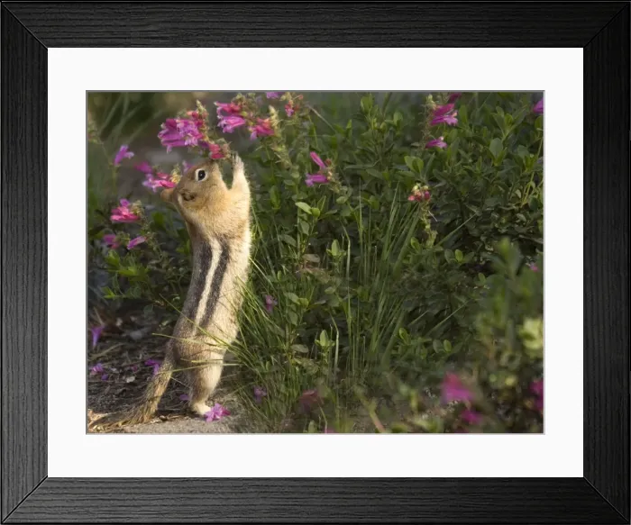 Framed Print : Golden-mantled Ground Squirrel - reaching up to eat Penstemon Newberryi Flowers Framed Print : Golden-mantled Ground Squirrel - reaching up to eat Penstemon Newberryi Flowers