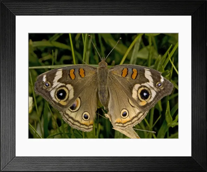 Framed Print : Common Buckeye Butterfly Framed Print : Common Buckeye Butterfly