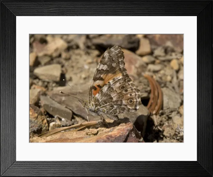 Framed Print : Painted Lady - resting on high pass, at c. 11, 000 ft. Most widespread butterfly in world. Sierra Nevada Framed Print : Painted Lady - resting on high pass, at c. 11, 000 ft. Most widespread butterfly in world. Sierra Nevada