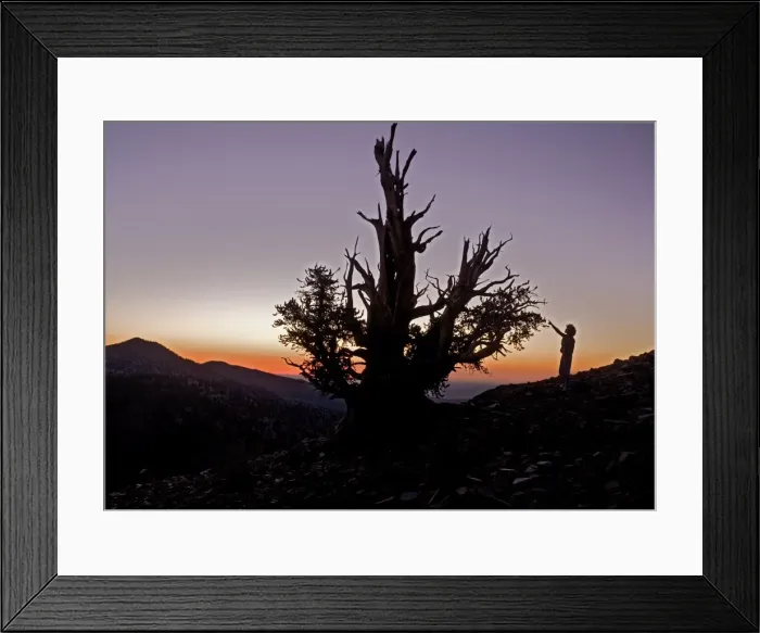 Framed Print : Bristlecone Pine Trees - at c. 11, 000 ft in the White Mountains, with admiring visitor, sunset Framed Print : Bristlecone Pine Trees - at c. 11, 000 ft in the White Mountains, with admiring visitor, sunset