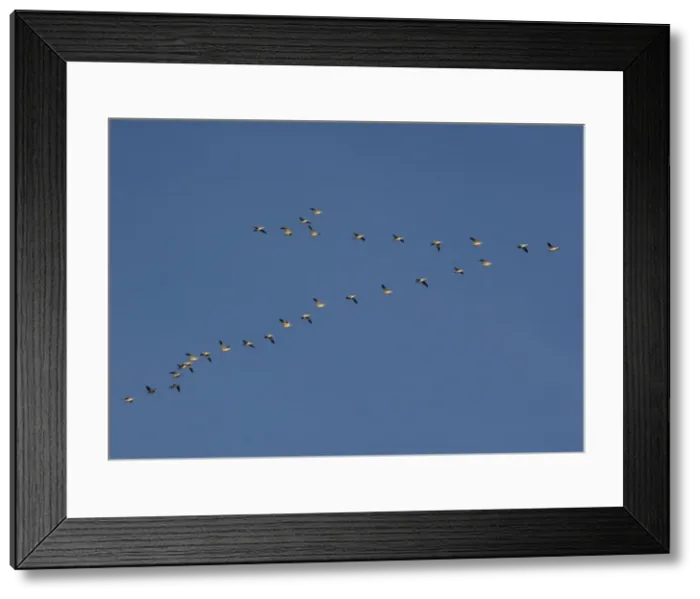 Framed Print : Snow-goose - in flight Bosque del Apache National Wildlife Refuge Framed Print : Snow-goose - in flight Bosque del Apache National Wildlife Refuge