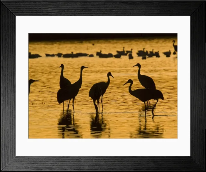 Framed Print : Greater Sandhill Cranes - in winter. Bosque del Apache National Wildlife Refuge Framed Print : Greater Sandhill Cranes - in winter. Bosque del Apache National Wildlife Refuge