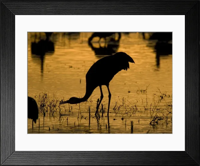 Framed Print : Greater Sandhill Crane Bosque del Apache National Wildlife Refuge Framed Print : Greater Sandhill Crane Bosque del Apache National Wildlife Refuge