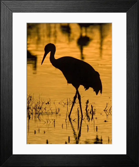 Framed Print : Greater Sandhill Cranes - in winter Framed Print : Greater Sandhill Cranes - in winter
