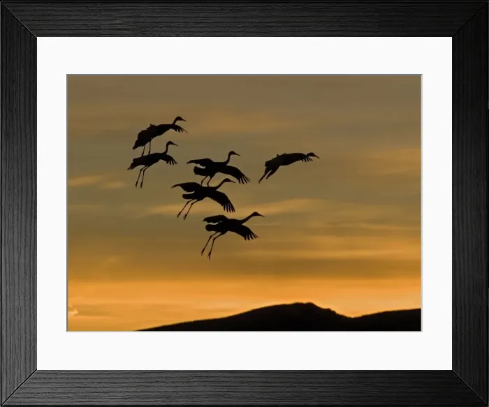 Framed Print : Greater Sandhill Cranes - in flight, coming into winter roost at sunset. Bosque del Apache National Wildlife Refuge Framed Print : Greater Sandhill Cranes - in flight, coming into winter roost at sunset. Bosque del Apache National Wildlife Refuge