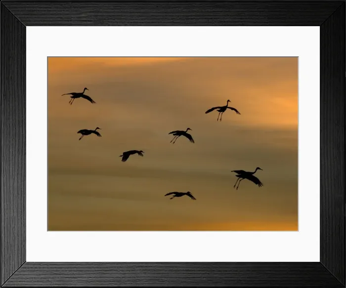 Framed Print : Greater Sandhill Cranes - in flight, coming in to winter roost at sunset Framed Print : Greater Sandhill Cranes - in flight, coming in to winter roost at sunset