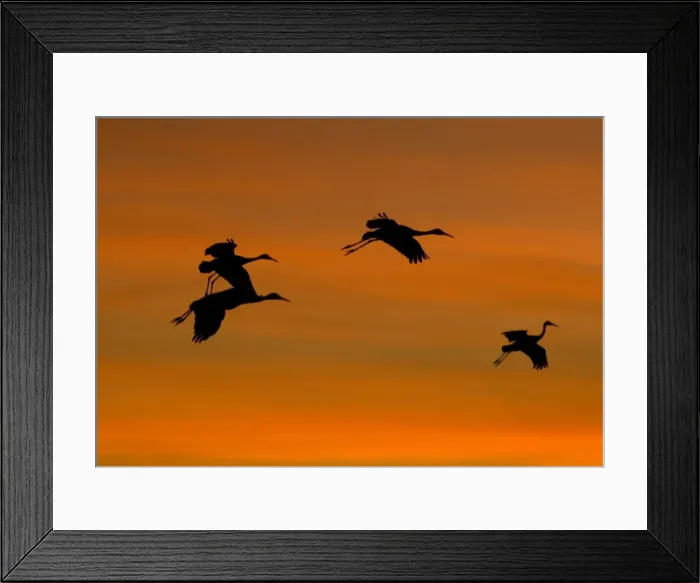 Framed Print : Greater Sandhill Cranes - in flight, coming in to winter roost at sunset. Bosque del Apache National Wildlife Refuge Framed Print : Greater Sandhill Cranes - in flight, coming in to winter roost at sunset. Bosque del Apache National Wildlife Refuge