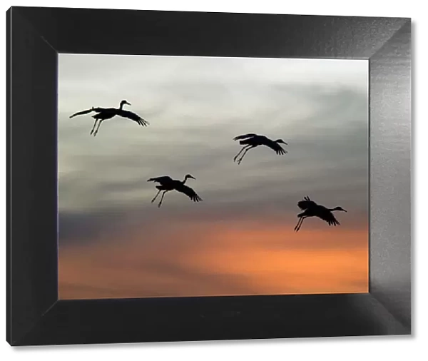 Greater Sandhill Cranes - in flight, coming in to winter roost at sunset