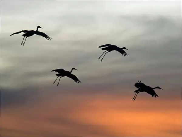 Greater Sandhill Cranes - in flight, coming in to winter roost at sunset
