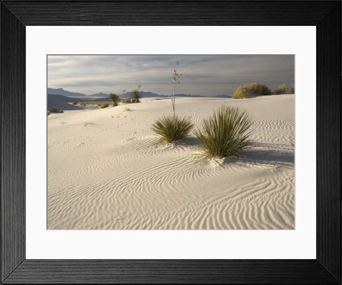 Framed Print : Beautiful wind-sculpted white gypsum dunes in the White Sands National Monument, with soap-tree yucca Framed Print : Beautiful wind-sculpted white gypsum dunes in the White Sands National Monument, with soap-tree yucca