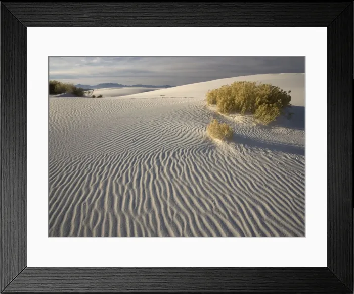 Framed Print : Rabbit-brush- with beatiful wind-sculpted white gypsum dunes White Sands National Monument, New Mexico, USA Framed Print : Rabbit-brush- with beatiful wind-sculpted white gypsum dunes White Sands National Monument, New Mexico, USA