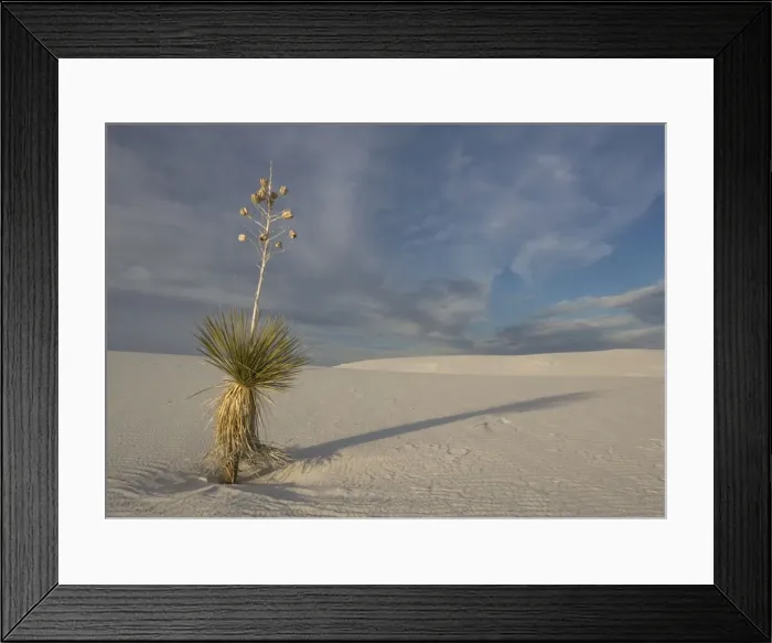 Framed Print : Soaptree Yucca - with beatiful wind-sculpted white gypsum dunes White Sands National Monument, New Mexico, USA Framed Print : Soaptree Yucca - with beatiful wind-sculpted white gypsum dunes White Sands National Monument, New Mexico, USA