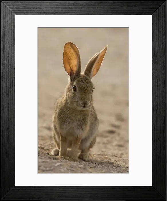 Framed Print : Brush rabbit, in dunes area on West coast of Baja California. Mexico Framed Print : Brush rabbit, in dunes area on West coast of Baja California. Mexico