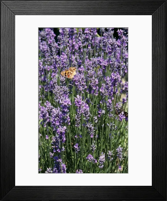 Framed Print : Lavandula - Bowles Variety with Painted Lady Butterfly Framed Print : Lavandula - Bowles Variety with Painted Lady Butterfly