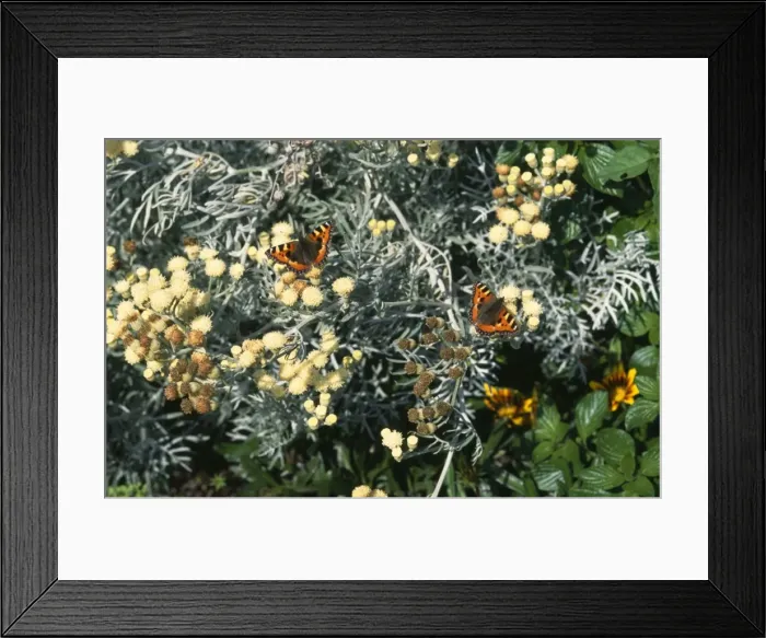Framed Print : Small Tortoiseshell - on senecio Framed Print : Small Tortoiseshell - on senecio