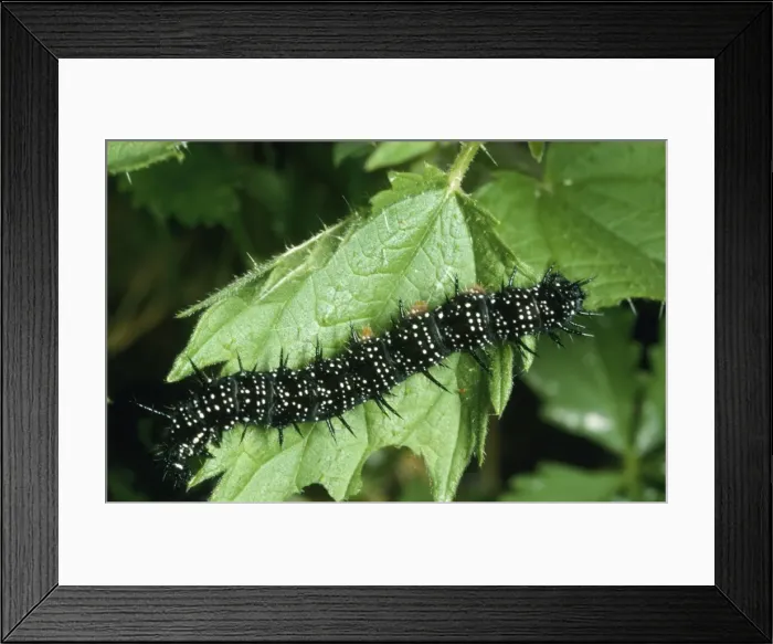 Framed Print : Peacock Butterfly - Caterpillars on food plant, nettle Framed Print : Peacock Butterfly - Caterpillars on food plant, nettle