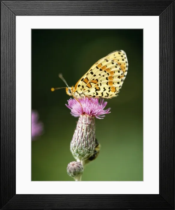 Framed Print : Glanville Fritillary Butterfly On Thistle Framed Print : Glanville Fritillary Butterfly On Thistle