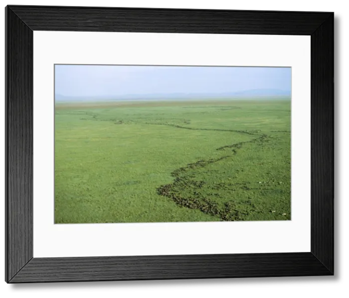 Framed Print : Wildebeest Migrating, Serengeti National Park, Tanzania, Africa Framed Print : Wildebeest Migrating, Serengeti National Park, Tanzania, Africa